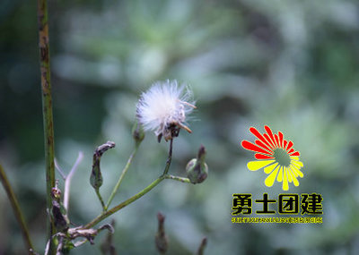 勇士徒步拓展,水上皮划艇团建,飞盘团建,冰壶团建,什么是公司拓展